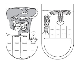Иллюстрация к книге — Шунгит, су-джок, вода - для здоровья тех, кому за... [Autogen_eBook_id12.jpg]