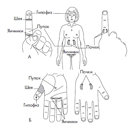 Иллюстрация к книге — Шунгит, су-джок, вода - для здоровья тех, кому за... [Autogen_eBook_id131.jpg]