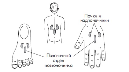 Иллюстрация к книге — Шунгит, су-джок, вода - для здоровья тех, кому за... [Autogen_eBook_id135.jpg]