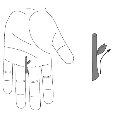 Иллюстрация к книге — Шунгит, су-джок, вода - для здоровья тех, кому за... [Autogen_eBook_id137.jpg]