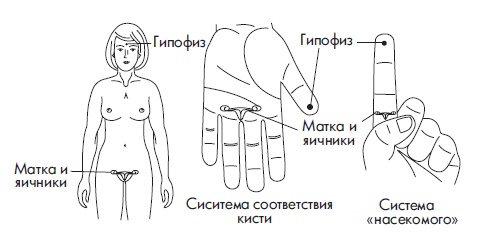 Иллюстрация к книге — Шунгит, су-джок, вода - для здоровья тех, кому за... [Autogen_eBook_id138.jpg]