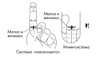 Иллюстрация к книге — Шунгит, су-джок, вода - для здоровья тех, кому за... [Autogen_eBook_id141.jpg]