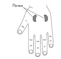 Иллюстрация к книге — Шунгит, су-джок, вода - для здоровья тех, кому за... [Autogen_eBook_id148.jpg]