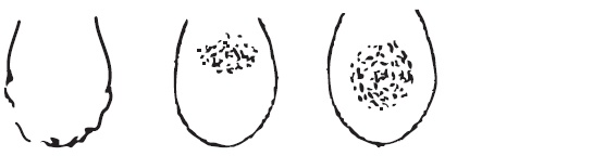 Иллюстрация к книге — Шунгит, су-джок, вода - для здоровья тех, кому за... [Autogen_eBook_id155.jpg]