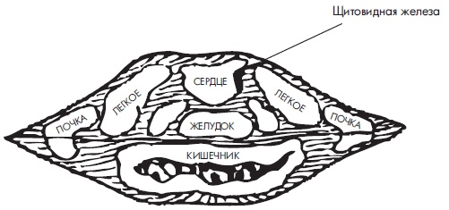 Иллюстрация к книге — Шунгит, су-джок, вода - для здоровья тех, кому за... [Autogen_eBook_id156.jpg]