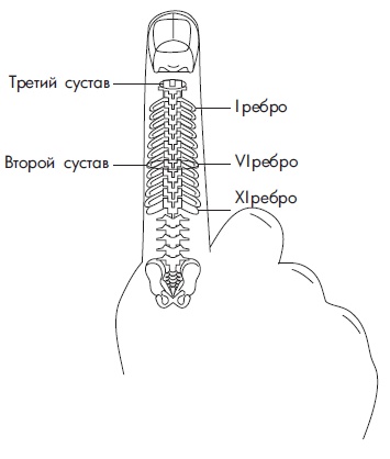 Иллюстрация к книге — Шунгит, су-джок, вода - для здоровья тех, кому за... [Autogen_eBook_id96.jpg]