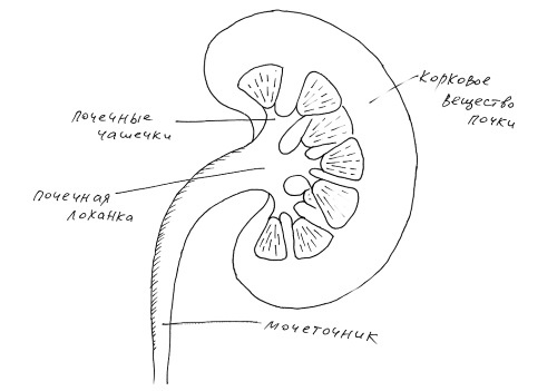 Иллюстрация к книге — Йогатерапия. Практическое руководство [i_007.jpg]