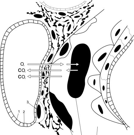 Иллюстрация к книге — Все дыхательные гимнастики. Для здоровья тех, кому за... [Autogen_eBook_id0.jpg]