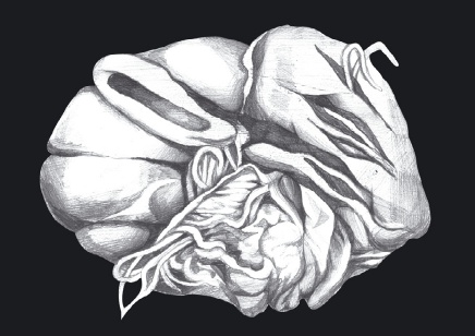 Иллюстрация к книге — Избавление от паразитов: лямблий, червей, глистов [i_009.jpg]