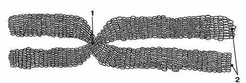 Иллюстрация к книге — Здоровый мужчина в вашем доме [i_004.jpg]
