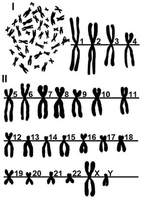 Иллюстрация к книге — Здоровый мужчина в вашем доме [i_005.jpg]