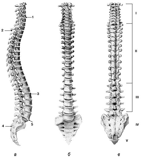Иллюстрация к книге — Здоровый мужчина в вашем доме [i_010.jpg]
