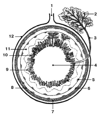 Иллюстрация к книге — Здоровый мужчина в вашем доме [i_012.jpg]