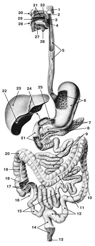 Иллюстрация к книге — Здоровый мужчина в вашем доме [i_013.jpg]