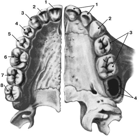 Иллюстрация к книге — Здоровый мужчина в вашем доме [i_015.jpg]