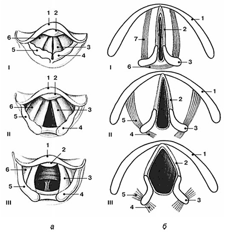 Иллюстрация к книге — Здоровый мужчина в вашем доме [i_019.jpg]