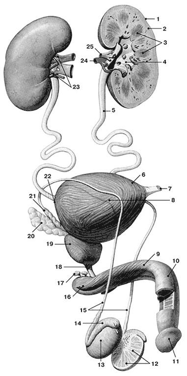 Иллюстрация к книге — Здоровый мужчина в вашем доме [i_024.jpg]
