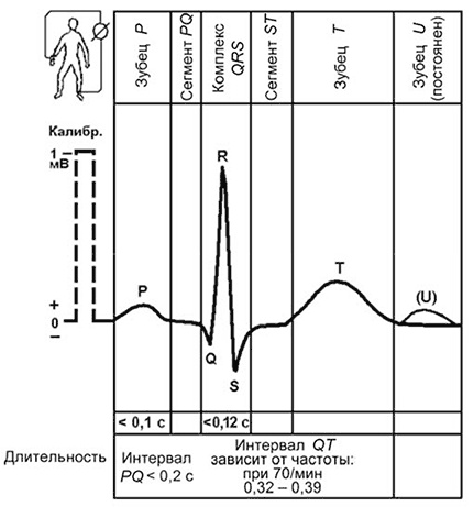 Иллюстрация к книге — Здоровый мужчина в вашем доме [i_033.jpg]