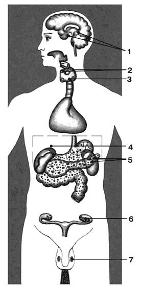 Иллюстрация к книге — Здоровый мужчина в вашем доме [i_036.jpg]
