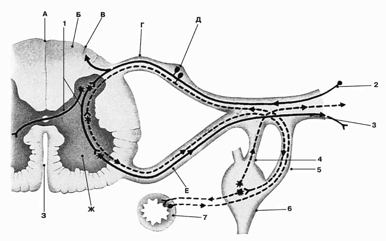 Иллюстрация к книге — Здоровый мужчина в вашем доме [i_040.jpg]