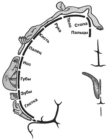 Иллюстрация к книге — Здоровый мужчина в вашем доме [i_044.jpg]