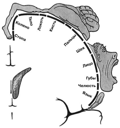 Иллюстрация к книге — Здоровый мужчина в вашем доме [i_045.jpg]