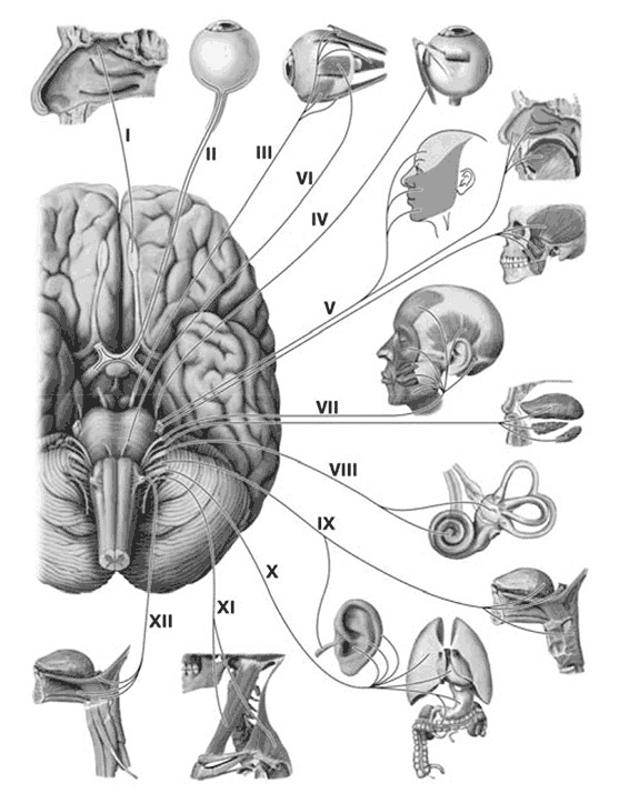 Иллюстрация к книге — Здоровый мужчина в вашем доме [i_046.jpg]