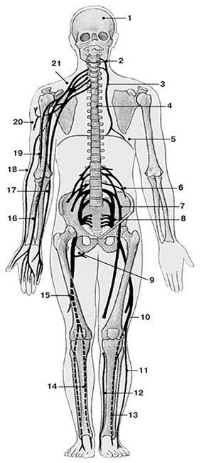 Иллюстрация к книге — Здоровый мужчина в вашем доме [i_048.jpg]