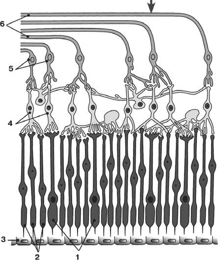 Иллюстрация к книге — Здоровый мужчина в вашем доме [i_054.jpg]