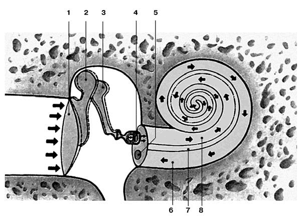 Иллюстрация к книге — Здоровый мужчина в вашем доме [i_055.jpg]