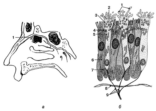 Иллюстрация к книге — Здоровый мужчина в вашем доме [i_056.jpg]