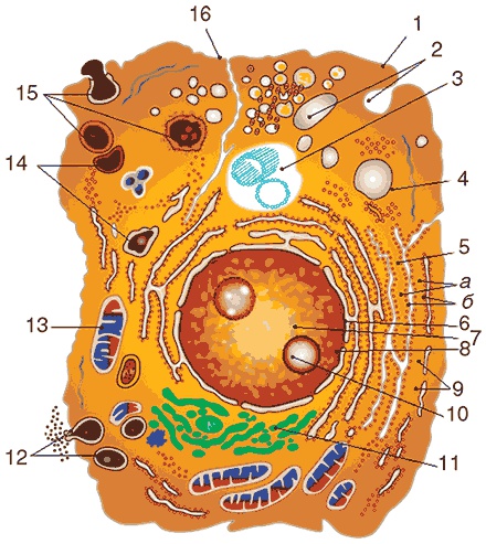 Иллюстрация к книге — Здоровый мужчина в вашем доме [i_095.jpg]