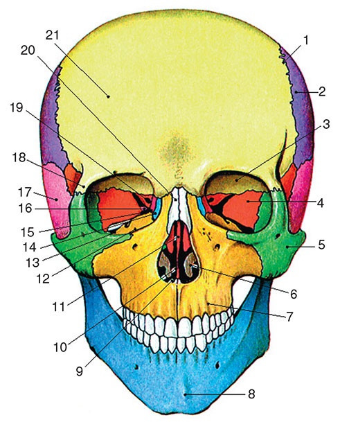 Иллюстрация к книге — Здоровый мужчина в вашем доме [i_098.jpg]