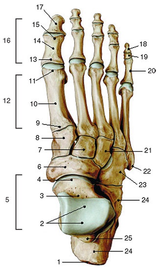 Иллюстрация к книге — Здоровый мужчина в вашем доме [i_100.jpg]