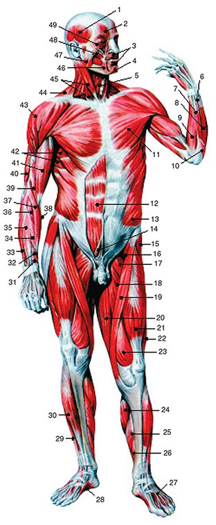 Иллюстрация к книге — Здоровый мужчина в вашем доме [i_101.jpg]