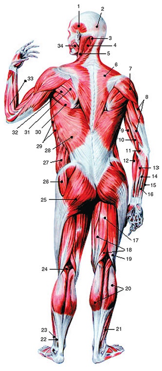 Иллюстрация к книге — Здоровый мужчина в вашем доме [i_102.jpg]