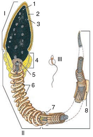Иллюстрация к книге — Здоровый мужчина в вашем доме [i_105.jpg]