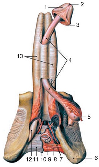 Иллюстрация к книге — Здоровый мужчина в вашем доме [i_106.jpg]