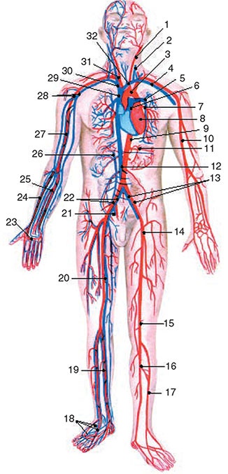 Иллюстрация к книге — Здоровый мужчина в вашем доме [i_109.jpg]