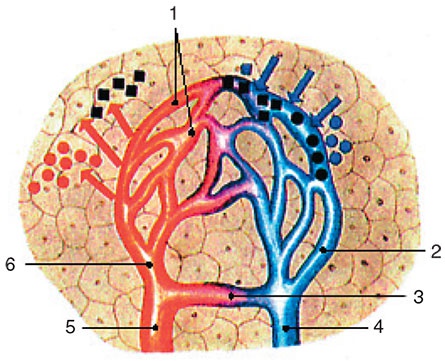 Иллюстрация к книге — Здоровый мужчина в вашем доме [i_113.jpg]