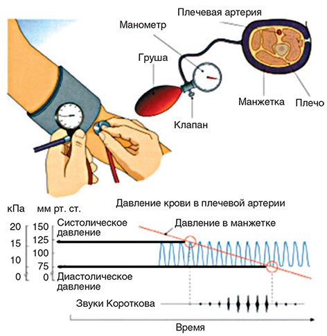 Иллюстрация к книге — Здоровый мужчина в вашем доме [i_115.jpg]