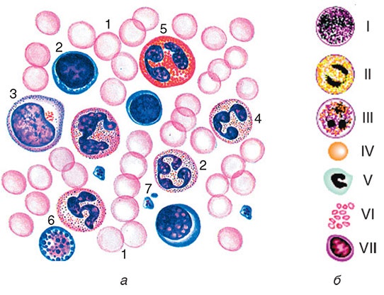 Иллюстрация к книге — Здоровый мужчина в вашем доме [i_117.jpg]