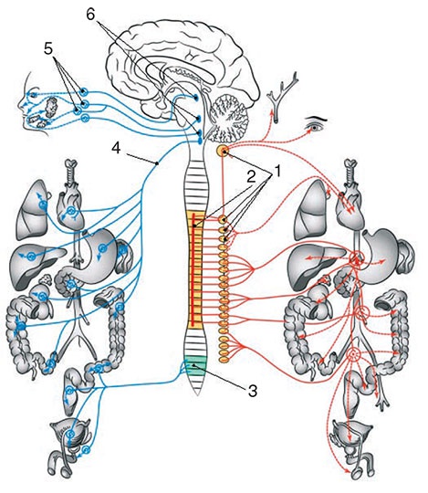 Иллюстрация к книге — Здоровый мужчина в вашем доме [i_119.jpg]