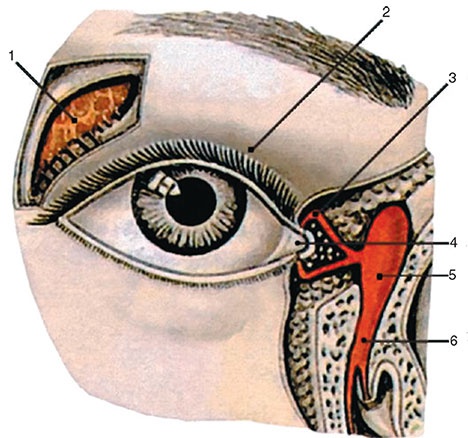 Иллюстрация к книге — Здоровый мужчина в вашем доме [i_121.jpg]