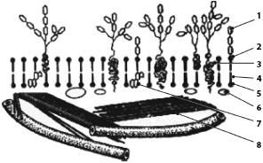 Иллюстрация к книге — Атлас. Анатомия и физиология человека [_03.jpg]