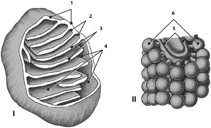 Иллюстрация к книге — Атлас. Анатомия и физиология человека [_05.jpg]