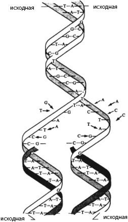 Иллюстрация к книге — Атлас. Анатомия и физиология человека [_07.jpg]