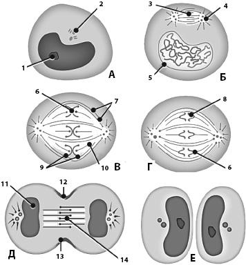 Иллюстрация к книге — Атлас. Анатомия и физиология человека [_08.jpg]