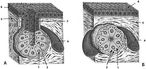 Иллюстрация к книге — Атлас. Анатомия и физиология человека [_12.jpg]
