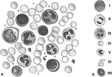 Иллюстрация к книге — Атлас. Анатомия и физиология человека [_13.jpg]